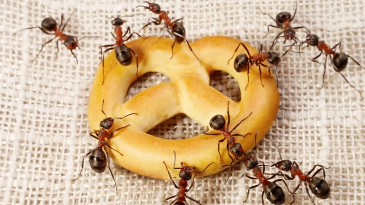 Salesiano S&atilde;o Jos&eacute; - Comunidade das Formigas - N&iacute;vel III e V - 06/11/2026